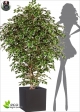 Artificial ficus Benjamin Exotica Grove disp. two heights