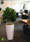 Ficus Benjamin Lux H.150cm