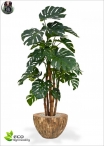 Ficus Benjamin Lux H.150cm