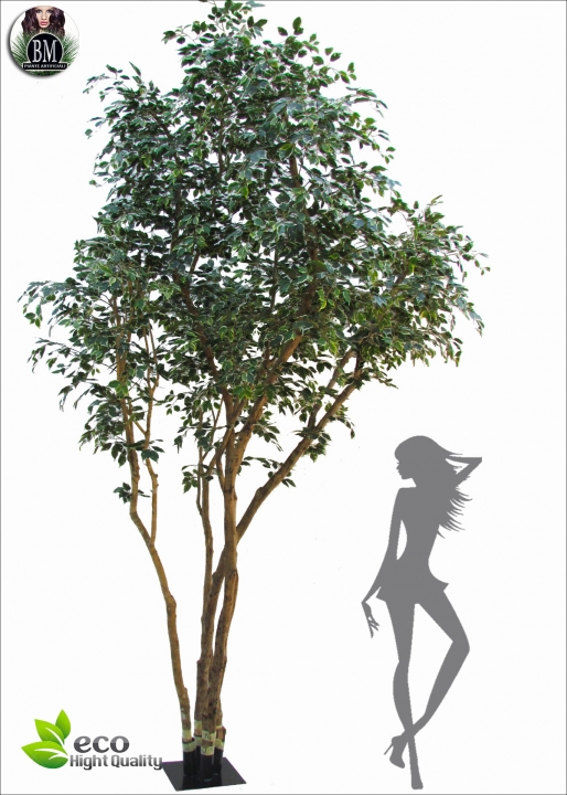 Ficus Exotica Gigantea Designer H.500cm