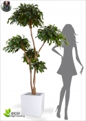 FICUS Artificiale LUX Exotica Gigante Layer 240 cm