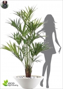 Kentia Artificiale Lux Large H.190cm