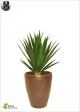 Yucca Hee Green H. 70