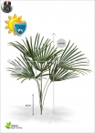 Philodendron Artificial H. 80