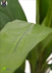 Philodendron Artificial H. 80