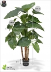 Alocasia calidora itself, Artificial H. 115