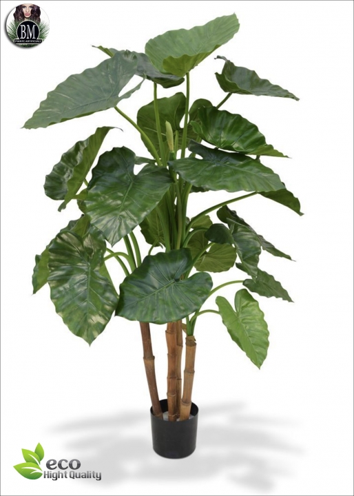 Alocasia calidora itself, Artificial H. 115