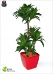 Artificial ficus Benjamin Green LUX three Heights