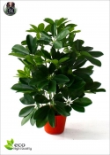 Schefflera  Lux H.50cm