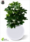 Artificial ficus Benjamin Green LUX three Heights