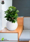 Artificial ficus Benjamin Green LUX three Heights