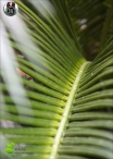 Cycas palm deluxe H.60cm