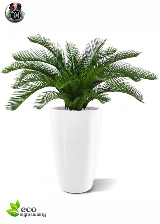 Cycas palm deluxe H.60cm