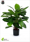 Calathea artificiale H.80cm