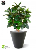 Ficus Elastica Robusta artificiale H.90cm