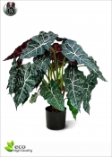 Alocasia artificiale H.75cm