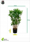 Bambu orientale artificiale H.70cm