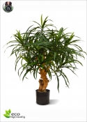 Dracaena Reflexa Anita H.75cm