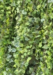 Vertical garden IVY "LUX" - custom Panels - CALL FOR QUOTE