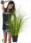 Festuca Artificiale Erba Lux H. 90cm