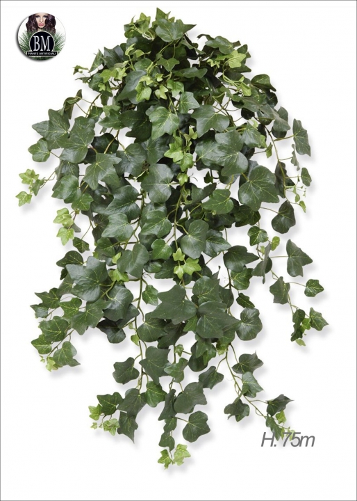 The IVY Bush is a Variety of H. 90