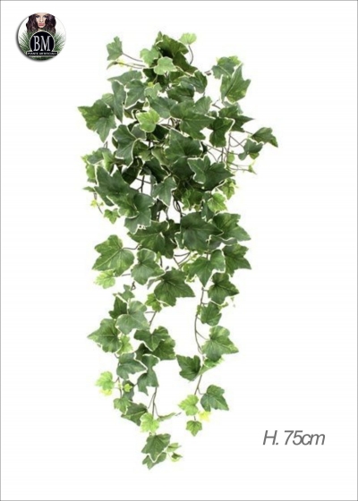 edera-cadente-l100-cm-c244-foglie-verde-o-variegata