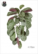 CALATHEA Bush Rossa Artificiale H.70cm 