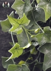 The IVY Bush is a Variety of H. 90