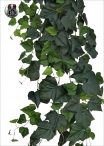 The IVY Bush is a Variety of H. 90